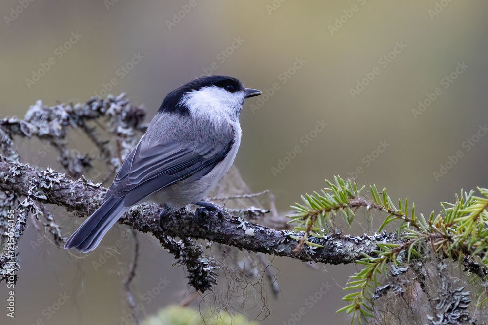 Obraz premium Willow tit