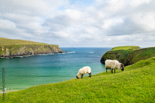 Sheep grazing near Silver Strand, a sandy beach in a sheltered, horseshoe-shaped bay, at Malin Beg, near Glencolmcille, in south-west County Donegal. Wild Atlantic Way, Ireland.