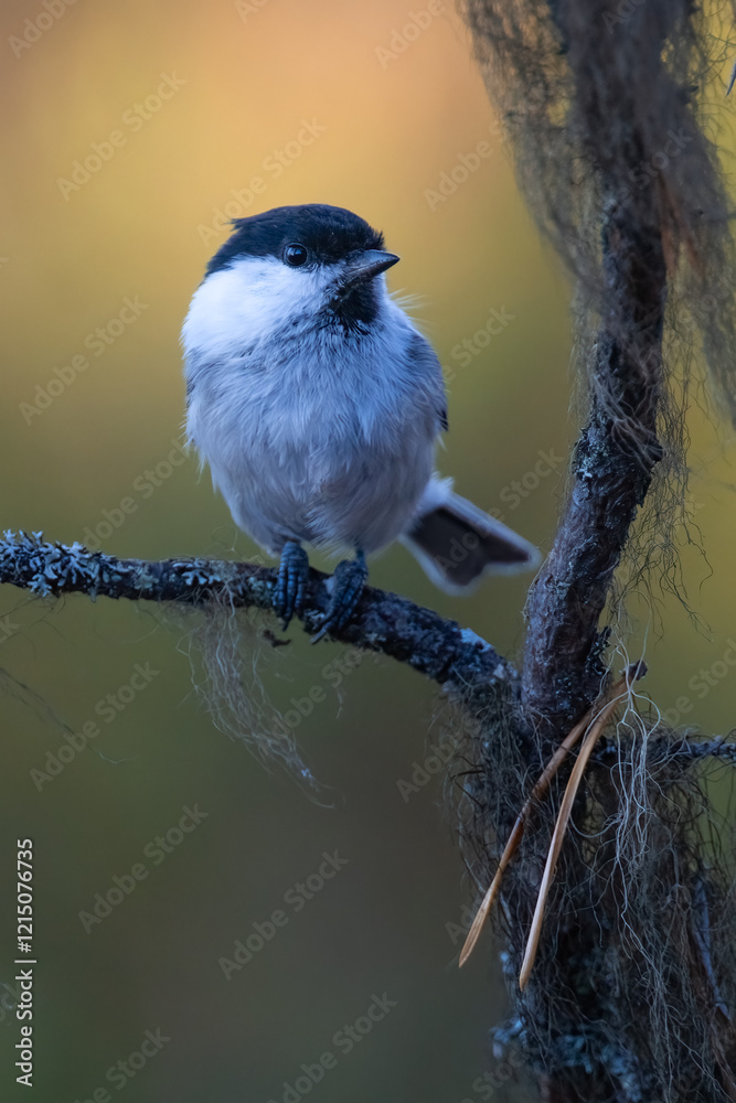 Obraz premium Willow tit
