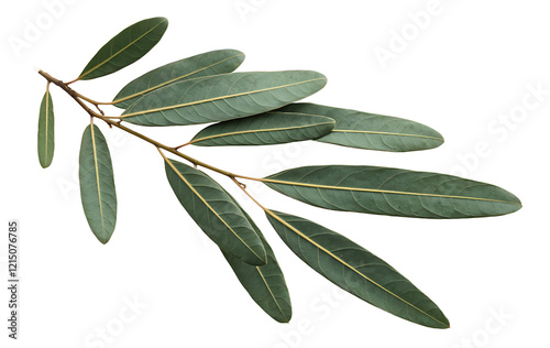 A branch of olive tree with leaves  isolated