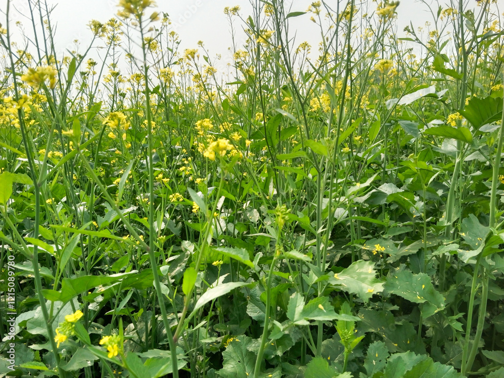 A scenic view of a vast mustard field in full bloom, showcasing a sea of vibrant yellow flowers against a hazy sky agricultural landscape. A scenic view of a vast mustard field in full bloom, showcasing a sea of vibrant yellow flowers against a hazy sky agricultural landscape.