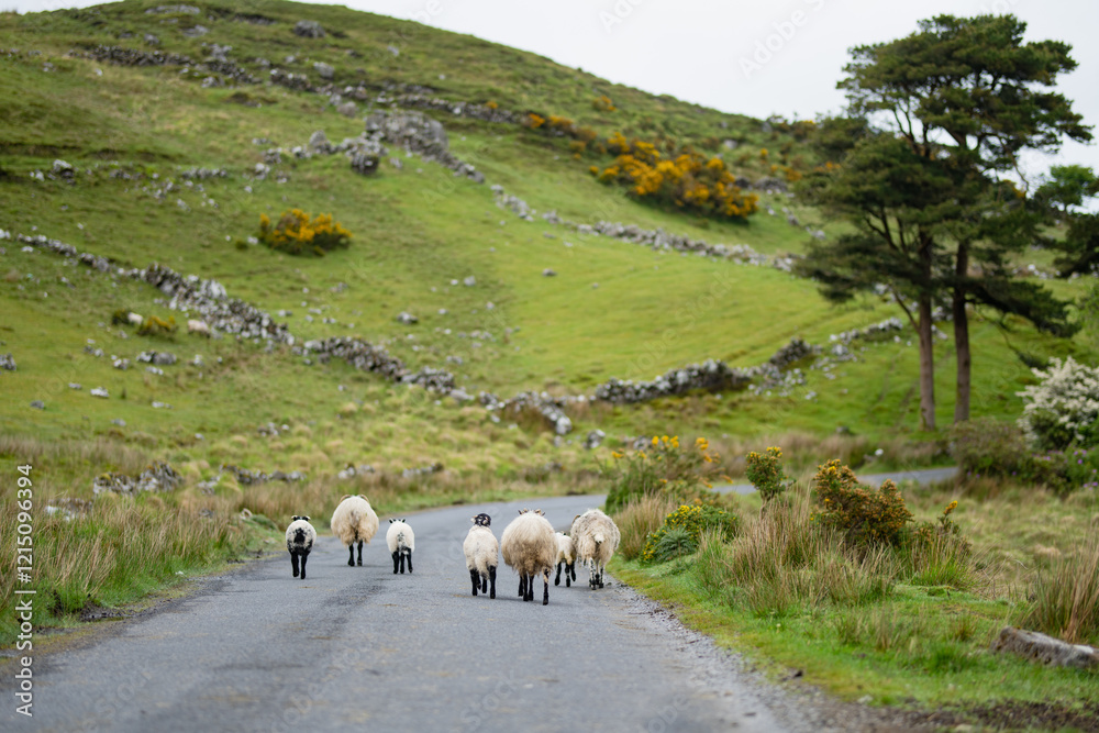 Fototapeta premium Sheep marked with colorful dye grazing in green pastures. Adult sheep and lambs feeding in lush green meadows of Ireland.