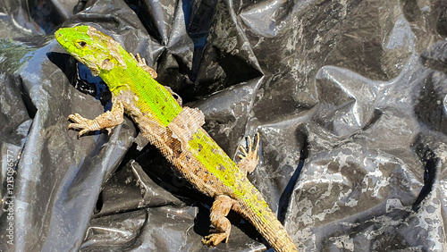 A shedding nimble lizard (Lacerta agilis). A bright green lizard changing its skin. Endangered species of reptiles. photo