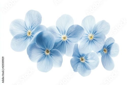 Delicate Blue Flowers with Soft Petals Creating a Serene and Tranquil Floral Arrangement Isolated on a Clean White Background for Nature and Beauty Themes