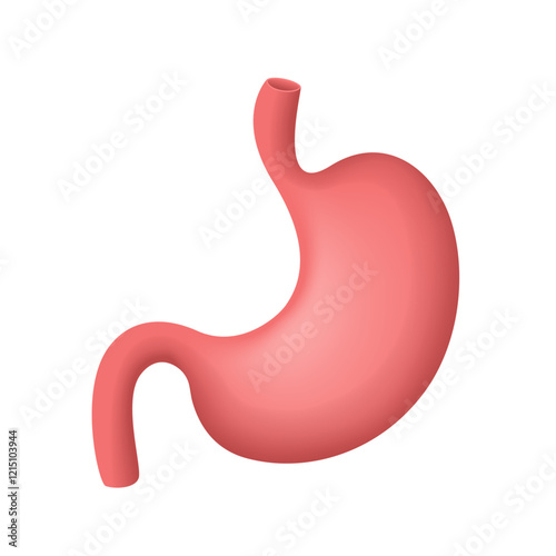 Human stomach. Vector 3D clipart isolated on white background.
