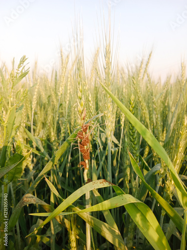 Wheat Plant infected Smut Disease closeup view The image shows the characteristic black, fungal masses replacing the wheat grains, the impact of this disease on crop yield. photo