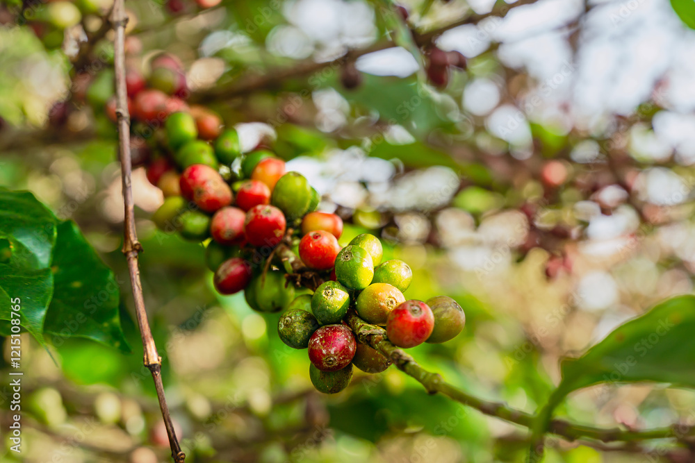 View of red and raw coffee cherries on a branch of a coffee tree in a coffee plantation in the mountains Riosucio, Colombia in a village in the Andean mountains of the Colombian coffee growing region View of red and raw coffee cherries on a branch of a coffee tree in a coffee plantation in the mountains Riosucio, Colombia in a village in the Andean mountains of the Colombian coffee growing region