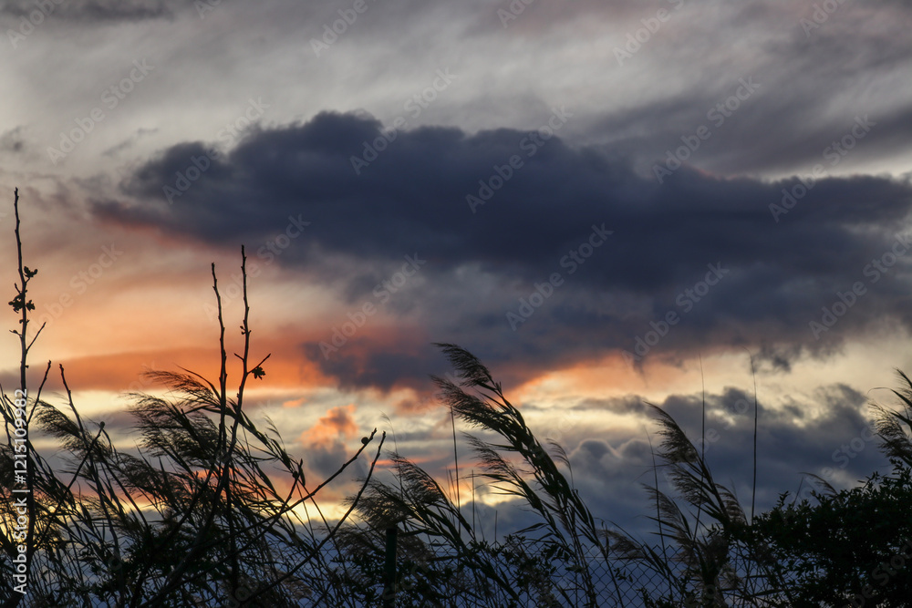 Naklejka premium sunset in the field
