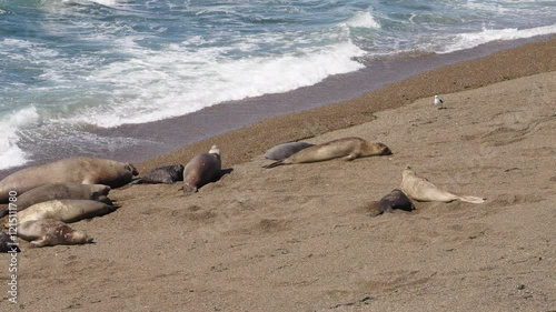 Sea lions and elephant seals resting on a beach in the Peninsula Valdés, Argentina, with the Atlantic Ocean in the background.