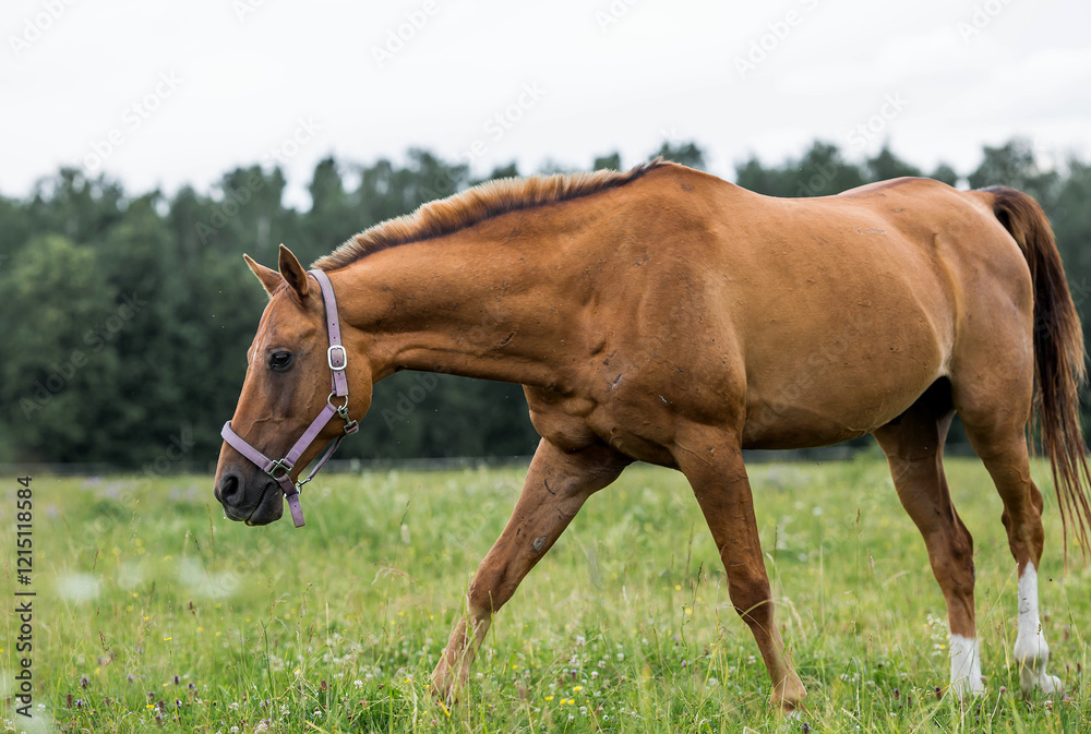Beautiful natural landscape. Beautiful horses in the pasture. The horses are in the paddock. Livestock. Beautiful natural landscape. Beautiful horses in the pasture. The horses are in the paddock. Livestock.