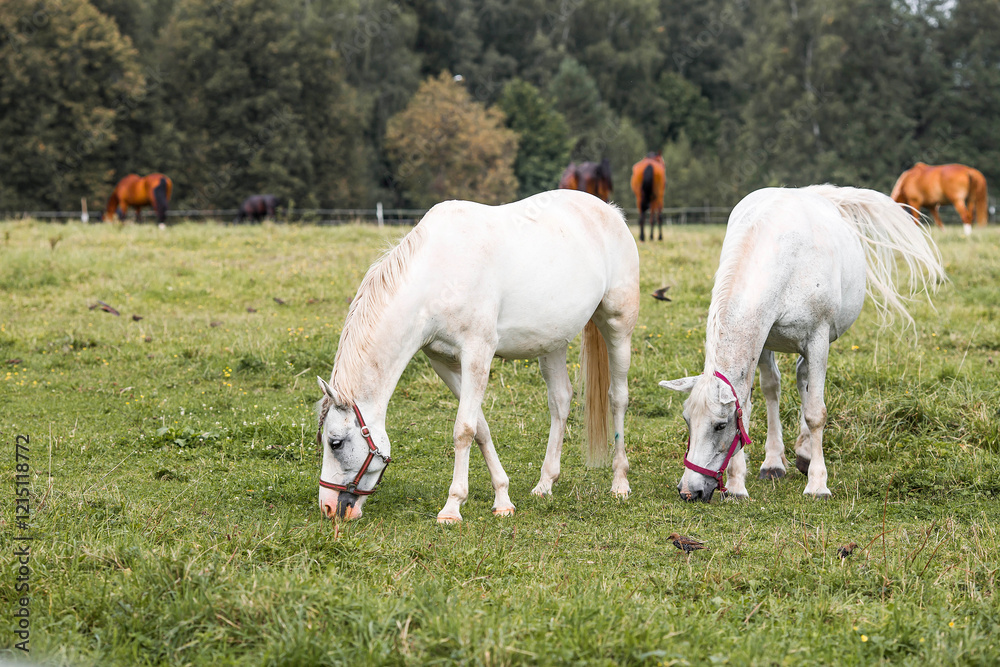 Fototapeta premium Beautiful natural landscape. Beautiful horses in the pasture. The horses are in the paddock. Livestock.