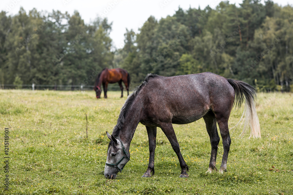 Beautiful natural landscape. Beautiful horses in the pasture. The horses are in the paddock. Livestock. Beautiful natural landscape. Beautiful horses in the pasture. The horses are in the paddock. Livestock.
