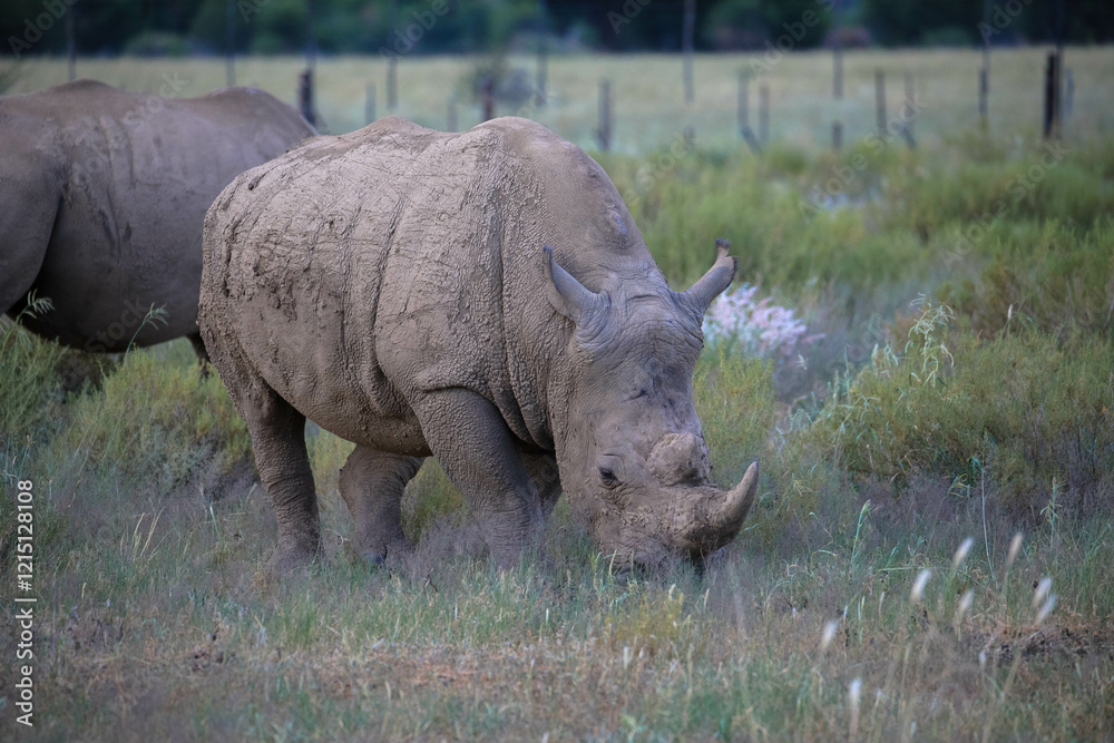 Obraz premium Southern white rhinoceros in the evening light. Natural habitat. Seen on a game drive in Namibia. Tourism and vacations concept. 