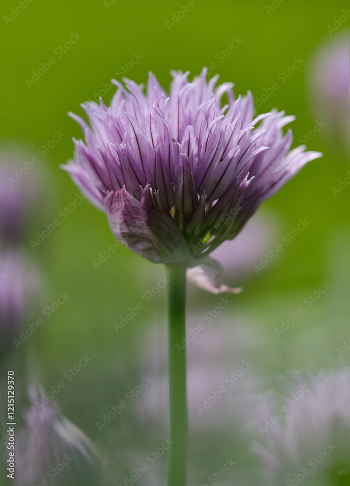 Flowering chives. Lush flowering chives with purple buds in the garden. Shallow depth of field Flowering chives. Lush flowering chives with purple buds in the garden. Shallow depth of field