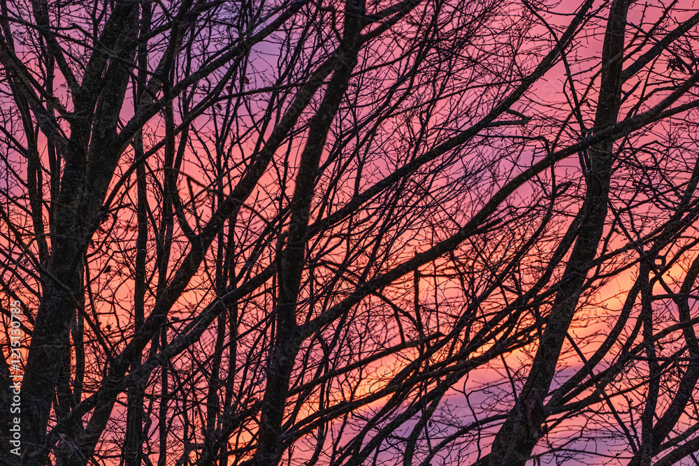 Der Himmel in der blauen Stunde im Winter davor stehen kahle Bäume Der Himmel in der blauen Stunde im Winter davor stehen kahle Bäume