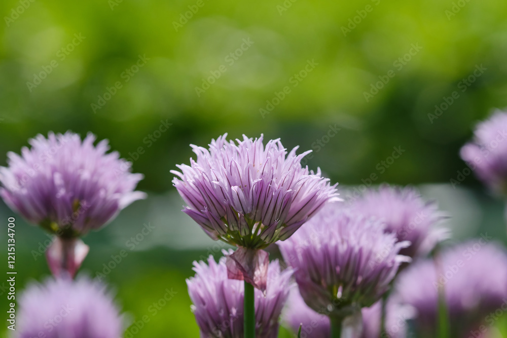 Chives growing outside in a garden. Shallow depth of field Chives growing outside in a garden. Shallow depth of field