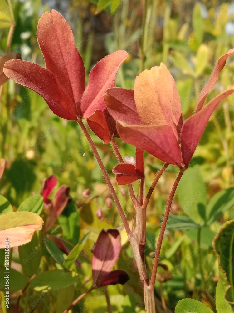 Nutrients deficiency in trifolium alexandrinum leaves or red leaves of clover in the field