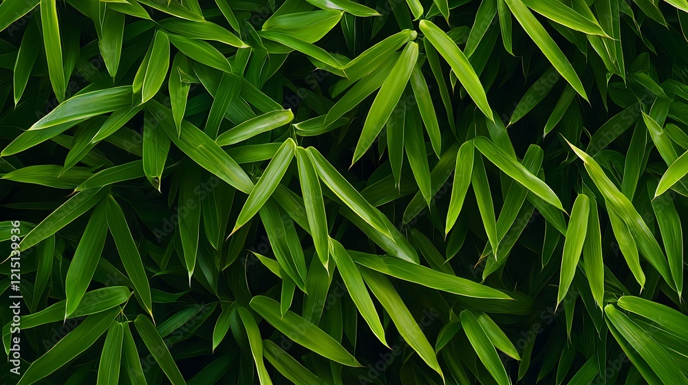Lush Green Bamboo Leaves in Sunlight Creating a Natural Backdrop Lush Green Bamboo Leaves in Sunlight Creating a Natural Backdrop