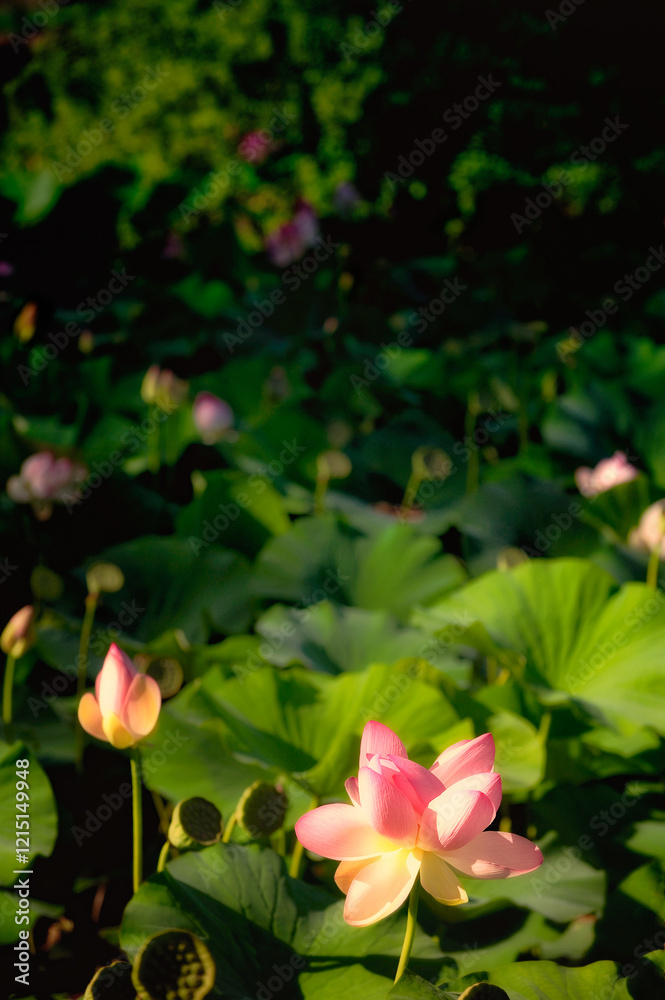 Sacred lotus water lily flowers plants blossoms and leaves grading to soft focus across lily pond pool surface. Pink white green