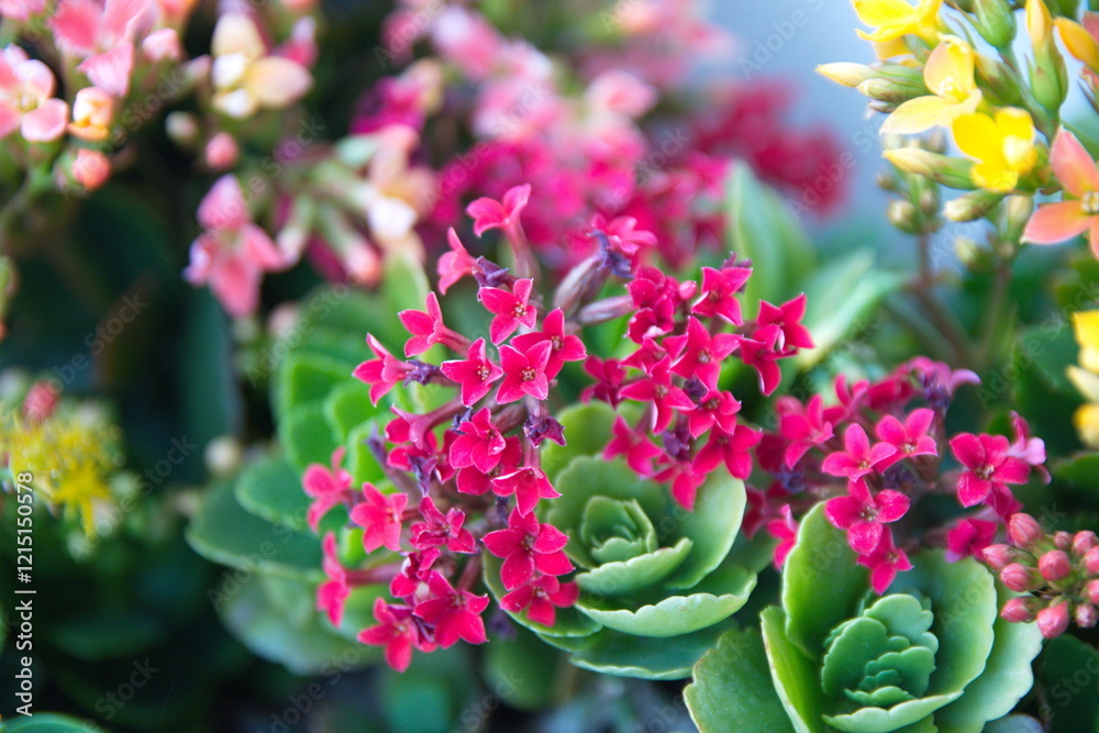 Φωτογραφία Kalanchoe plant with yellow , red, pink flowers, Kalanchoe blossfeldiana
