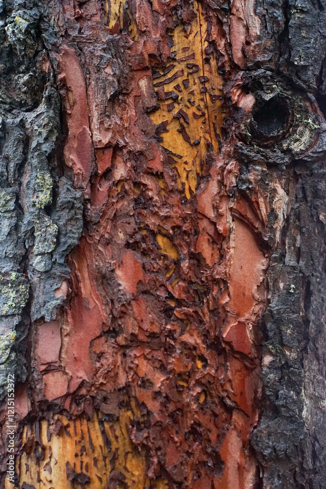 trunk of Aleppo pine, pinus Halepensis, affected by the borer called borer, Tomicus, with its destructive galleries trunk of Aleppo pine, pinus Halepensis, affected by the borer called borer, Tomicus, with its destructive galleries