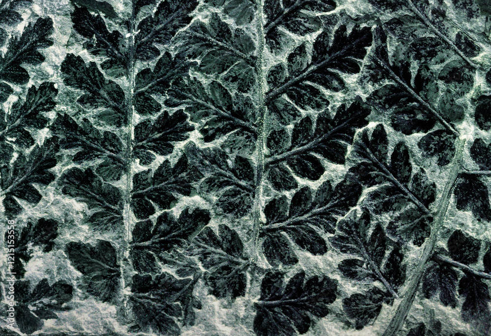 Fossilised fern of type Sphenopteris preserved in Carboniferous coal sample 300 million years old. Excellent example