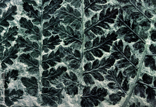 Obraz na płótnie Fossilised fern of type Sphenopteris preserved in Carboniferous coal sample 300 million years old. Excellent example w salonie
