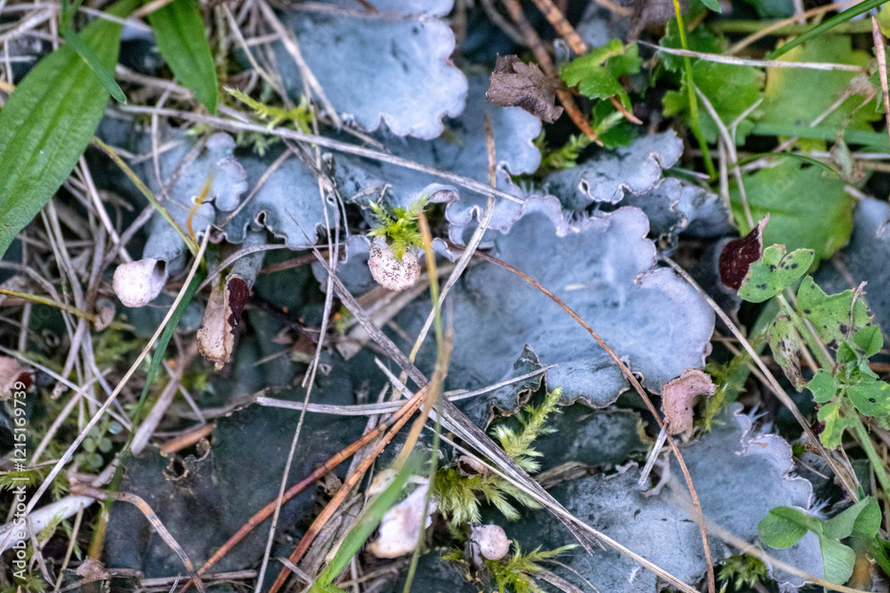 forest ground with blue lichen and green grass forest ground with blue lichen and green grass