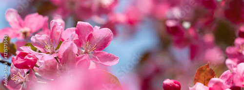 Vibrant Pink Blossoms Against a Clear Blue Sky in Springtime