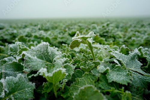 vereister Grünkohl auf einem Feld