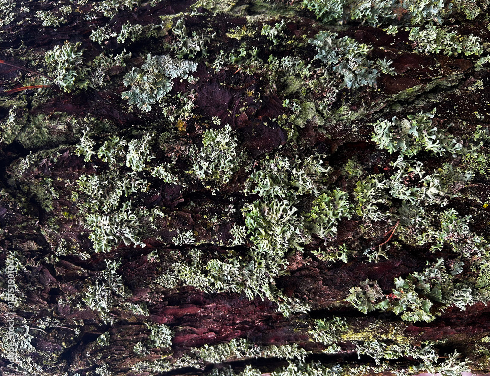 Moss on the tree background from the forest. Good for any project. Moss on the tree background from the forest. Good for any project.