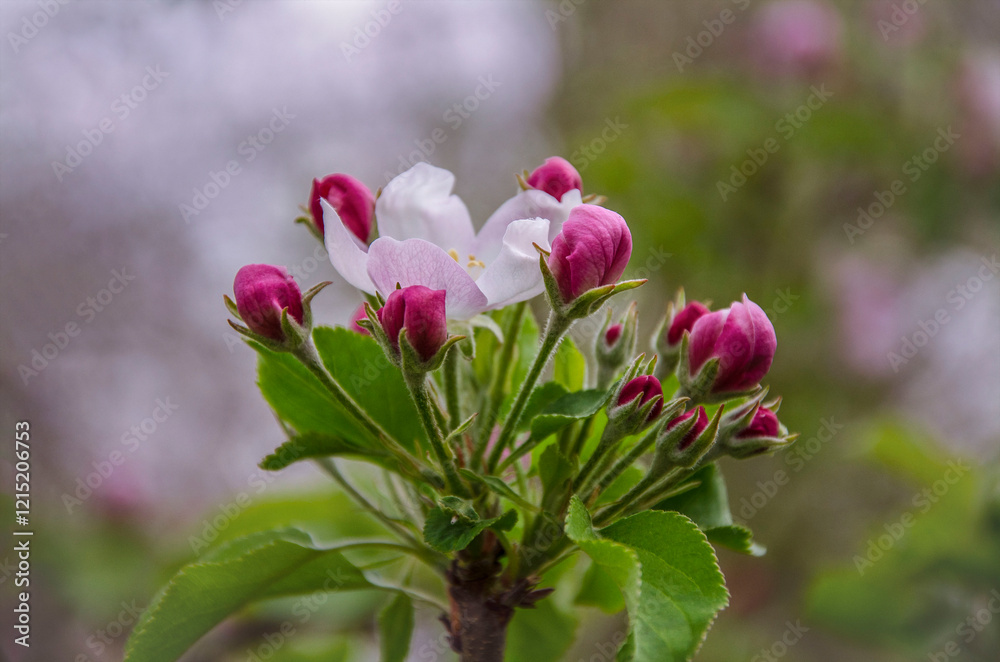 Apple tree blossom in the garden. Apple tree blossom in the garden.