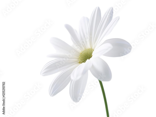 Isolated White Daisy Flower with Green Stem