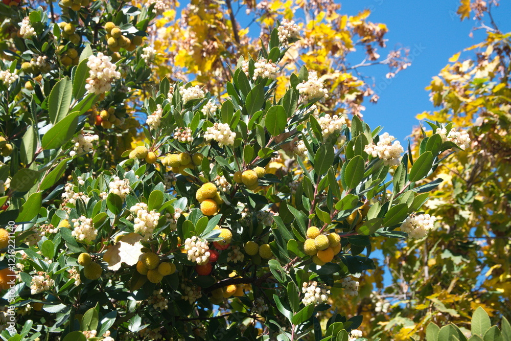 Arbutus unedo, strawberry tree with fruits and flowers, ornamental and medicinal plant with edible fruits Arbutus unedo, strawberry tree with fruits and flowers, ornamental and medicinal plant with edible fruits