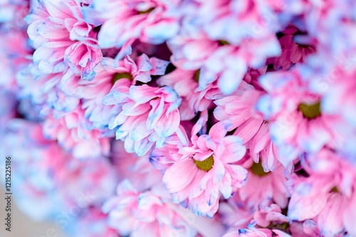 Close-Up of Pink and Blue Chrysanthemums in Bloom. photo