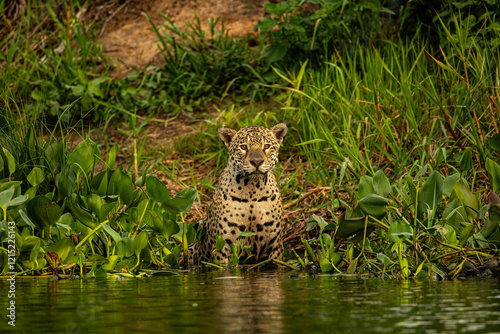 Yaguarete en la selva