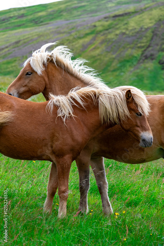 Icelandic horses
