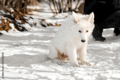 White Fluffy Puppy Sitting on Snowy Ground. photo