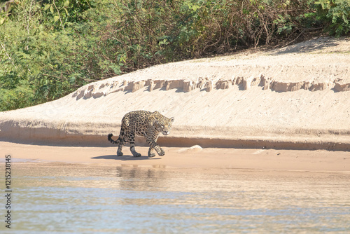 Yaguarete en Pantanal