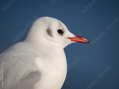 Portrait of a Black-headed Gull in a robe resting against a blue sky