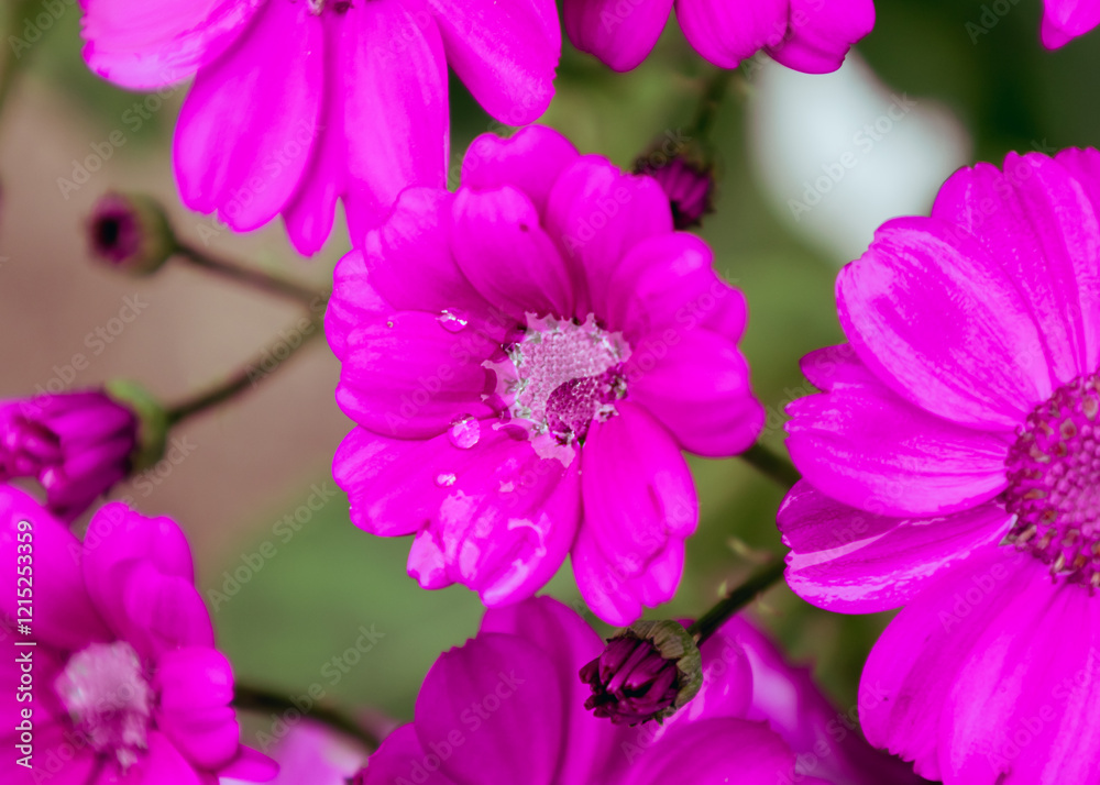 Fototapeta premium Close-up of vibrant magenta Cineraria with dew drops. Floral detail, macro, spring.