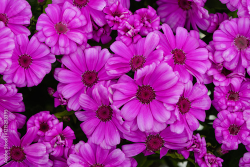 Magenta Cineraria flowers in a close-up arrangement. Floral, spring, vibrant, background.