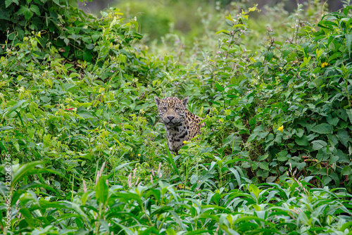 Yaguarete en la selva