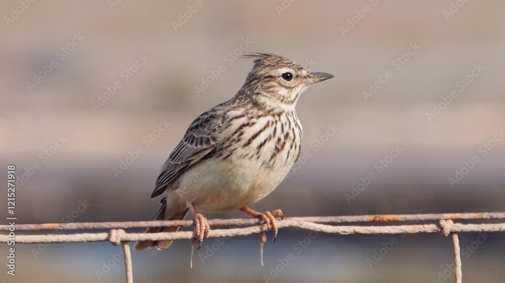 Crested Lark (Galerida cristata) perched on a fence out-of-focus background Crested Lark (Galerida cristata) perched on a fence out-of-focus background