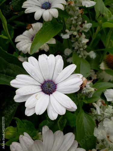 Cape marguerite Daisy