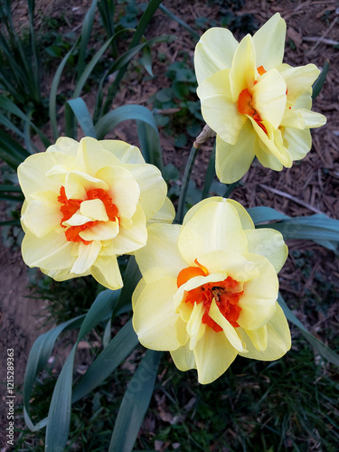 double daffodils in the garden