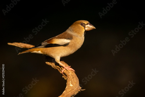 Close-up portrait of a Hawfinch perched on a branch photo