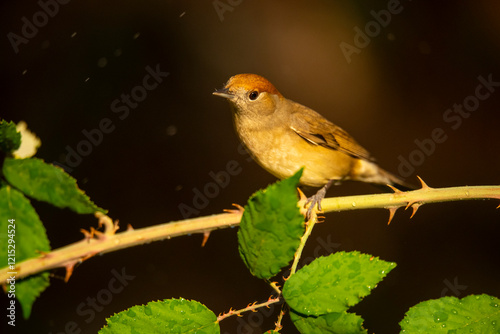 Female olive-crowned greenlet perched on a thorny branch photo