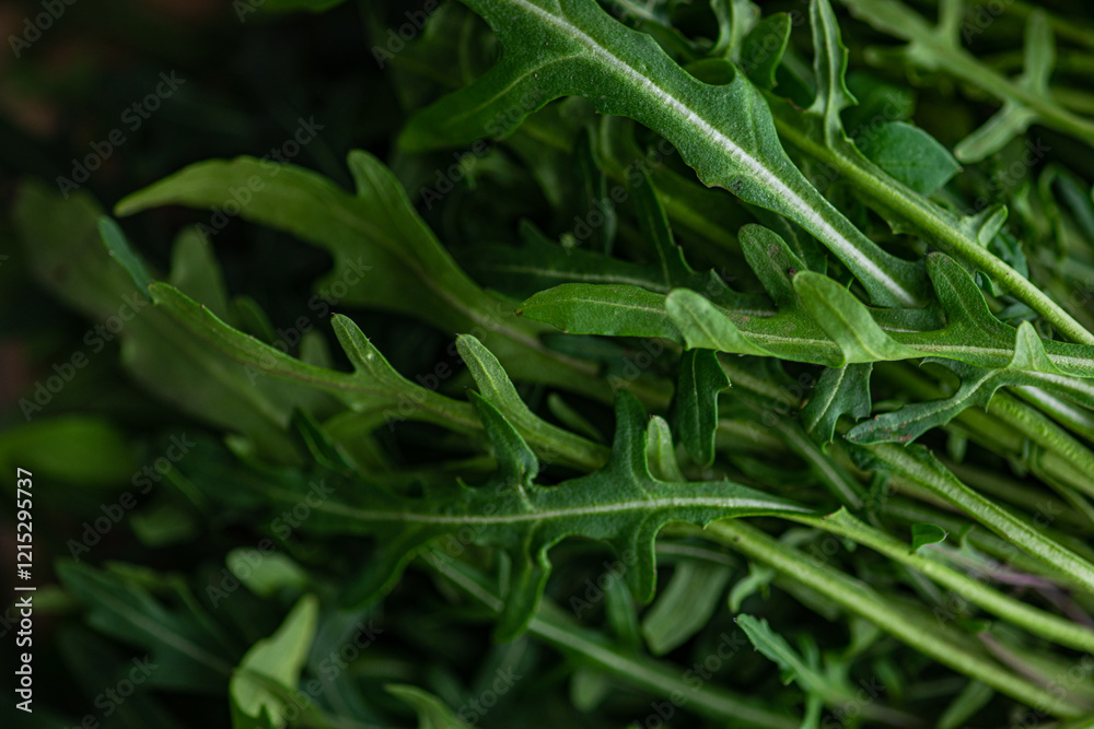 Close-Up of Fresh Arugula Leaves with Vibrant Green Color Close-Up of Fresh Arugula Leaves with Vibrant Green Color
