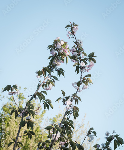 Prunus serrulata or Japanese cherry blossom branches against a blue sky background; low angle view.